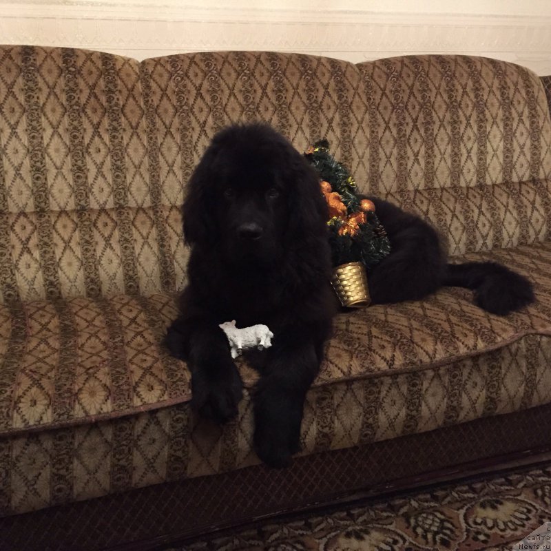 Фото: ньюфаундленд Браунблад МСК Хелфи Бэст Армани (Brownblood MSK Helfi Best Armani)