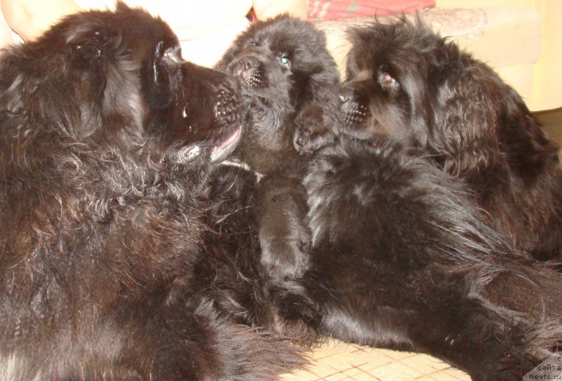 Фото: ньюфаундленд Обаятельная Леди от Ласкового Дельфина, [d13170]
Шеба