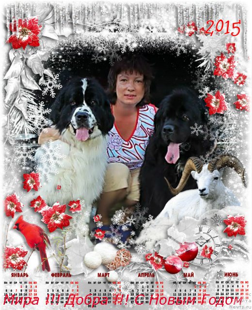 Фото: ньюфаундленд Ла Бель Мишель (La Belle Michaela), ньюфаундленд Бавария (Bavariya)