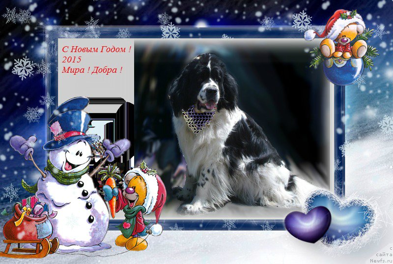 Фото: ньюфаундленд Ла Бель Мишель (La Belle Michaela)