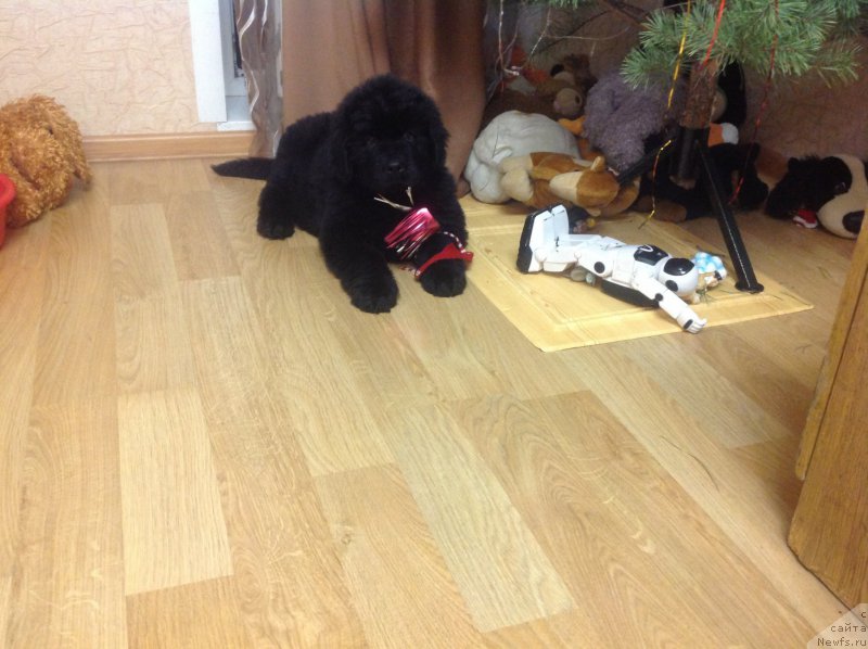 Фото: ньюфаундленд Верный Потап