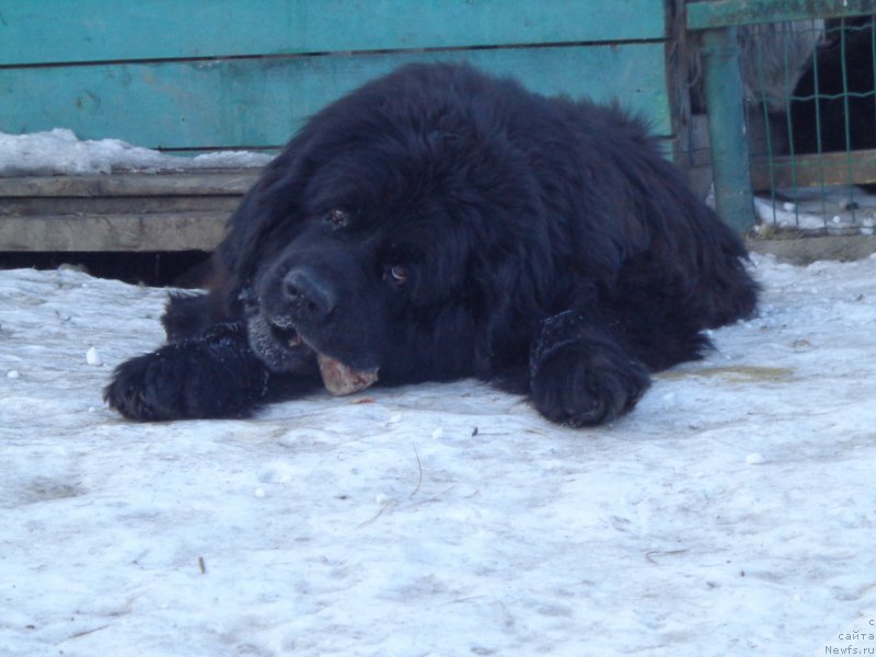 Фото: ньюфаундленд Виски Ред Лейбл Вепс (Viski Red Label Veps)