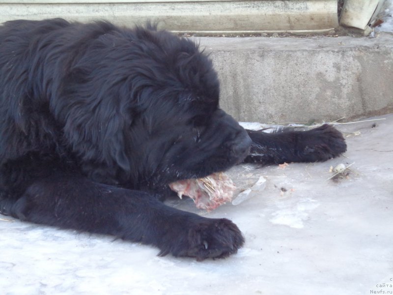 Фото: ньюфаундленд Супер Премиум Линиэль Дайлиррин (Super Premium Liniel Daylirring)