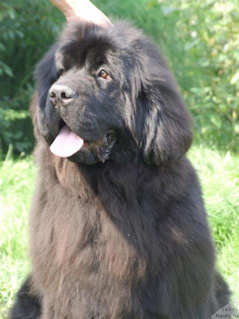 Фото: ньюфаундленд Жолли Вандерфулл из Медвежьего Яра (Zholli Wonderfull iz Medvejyego Yara)
