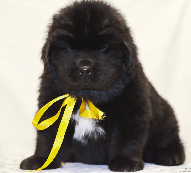 Фото: ньюфаундленд Хуффи из Племени Кедра