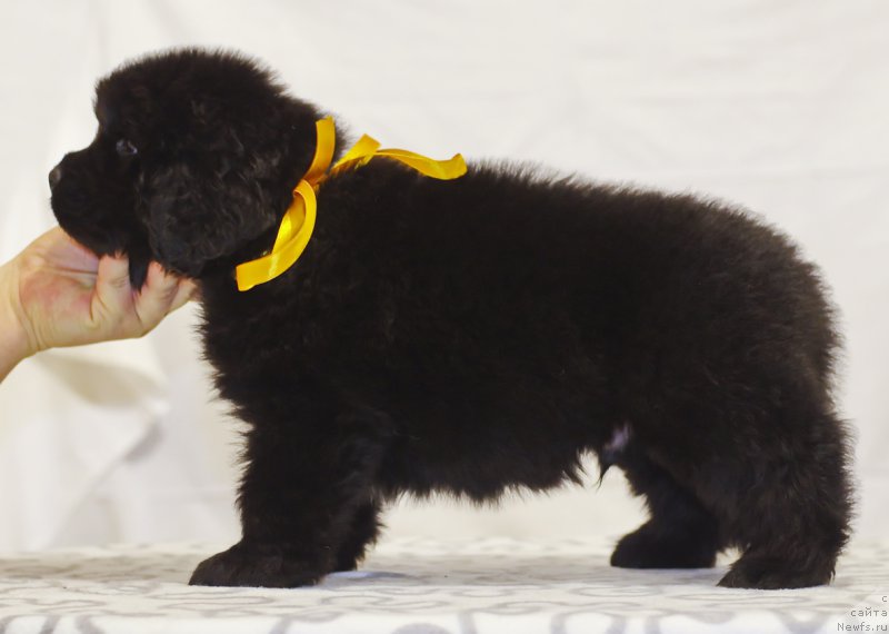 Фото: ньюфаундленд Хуффи из Племени Кедра