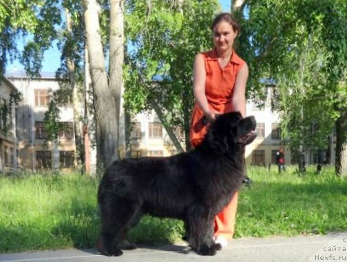 Фото: ньюфаундленд Ньюфорт Царица Ночи