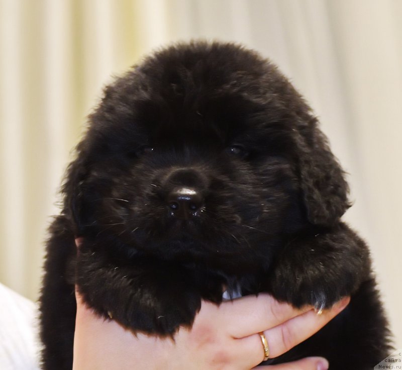 Фото: ньюфаундленд Хан Алтай из Племени Кедра