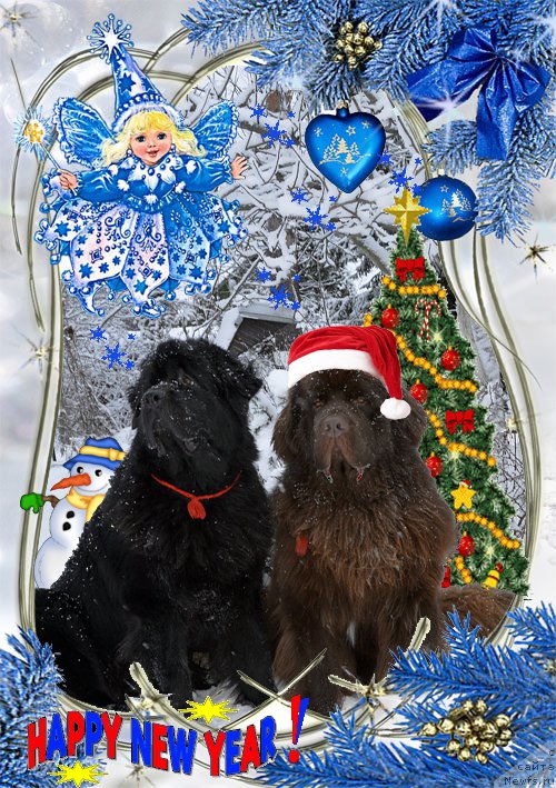 Фото: ньюфаундленд Акватория Келвин Кадриль (Aquatoriya Kelvin Kadril), ньюфаундленд I Follow The Sun de L'Etoile de Cyrice