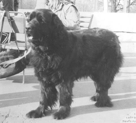 Фото: ньюфаундленд Зарита