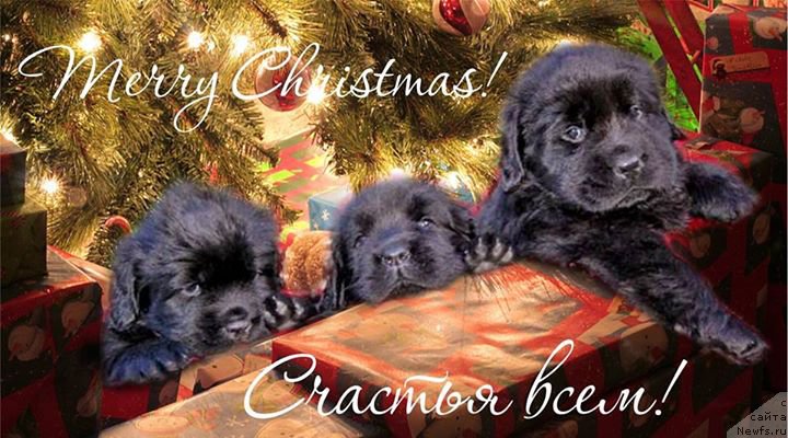 Фотография № 171500