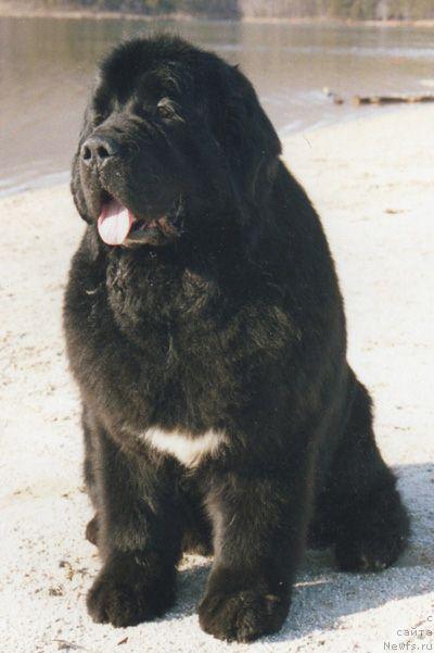 Фото: ньюфаундленд Halcyon Days Jay Silverheels