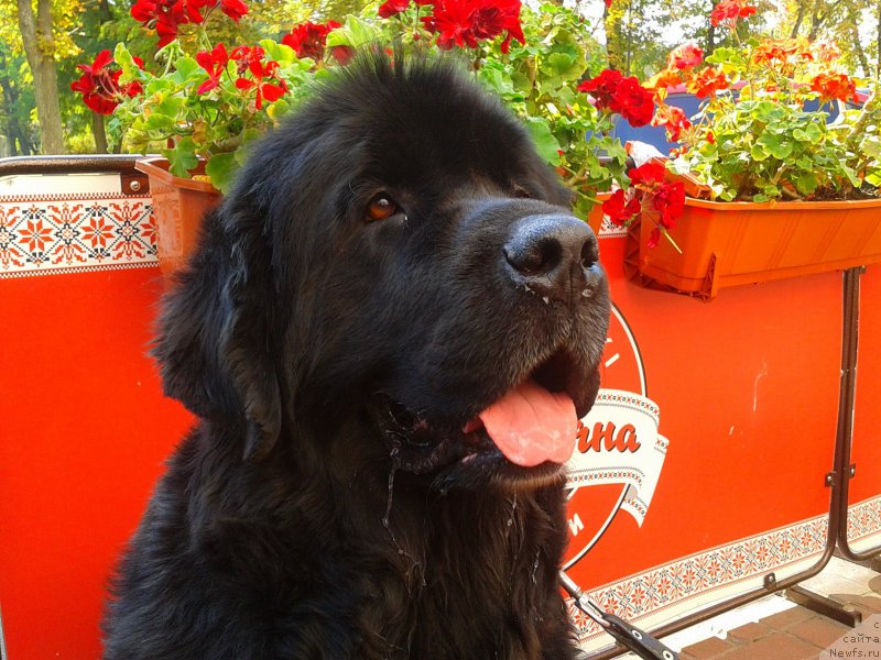 Фото: ньюфаундленд Лесли-Сиа Фловер (Leslley-Sia Flover)