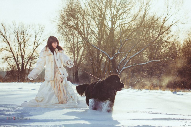 Фото: ньюфаундленд Лесли-Сиа Фловер (Leslley-Sia Flover), Марина Полевик