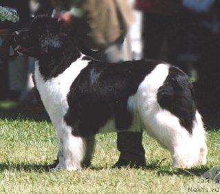 Фото: ньюфаундленд Chatkantarra Ixcharni