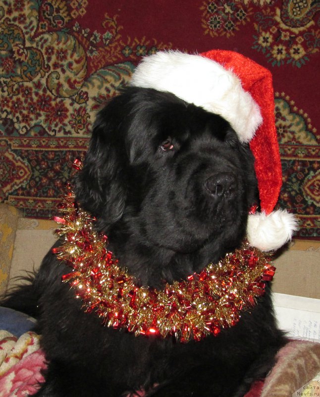 Фото: ньюфаундленд Акватория Келвин Флэш Ройал (Aquatoriya Kelvin Flash Royal)