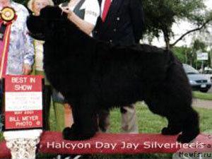 Фото: ньюфаундленд Halcyon Days Jay Silverheels