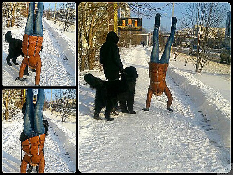 Фото: ньюфаундленд Русская Красавица Нюра