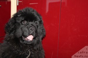 Фото: ньюфаундленд Альфа Дар Окса Августина