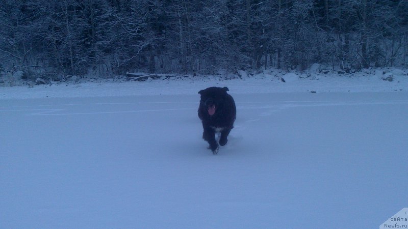 Фото: ньюфаундленд Баффи (Baffi)