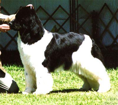 Фото: ньюфаундленд Chatkantarra Ixcharni