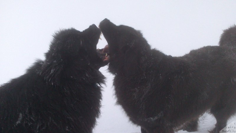 Фото: ньюфаундленд Vivat Brave Master Super Mishka, ньюфаундленд Баффи (Baffi)