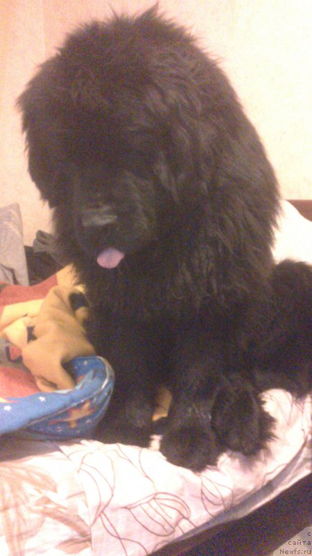 Фото: ньюфаундленд Vivat Brave Master Super Mishka