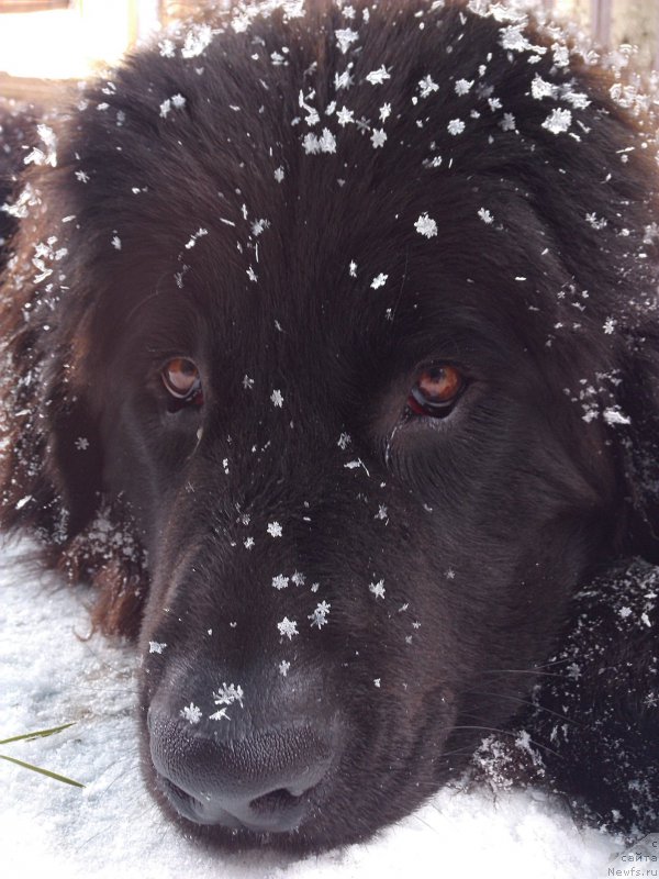 Фото: ньюфаундленд Эхо Москвы с Берега Дона (Eho Moskvy s Berega Dona)