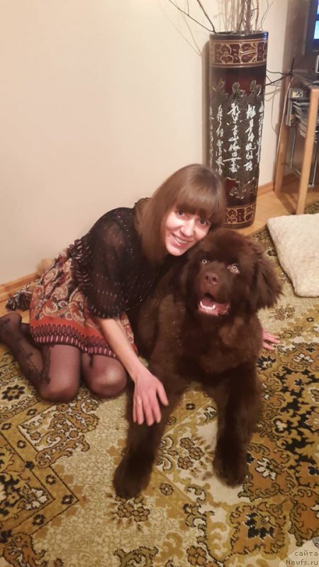 Фото: ньюфаундленд Браунблад МСК Хаиес Хаго (Brownblood MSK Hayes Hago)