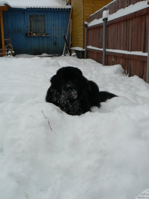 Фото: ньюфаундленд Смигар Укротительница Тигров