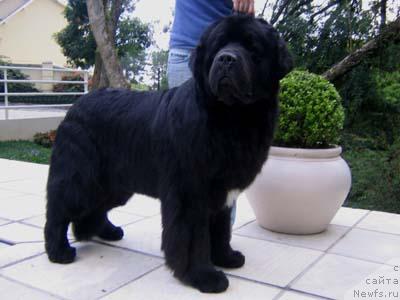 Фото: ньюфаундленд Tip Top's Westin Union