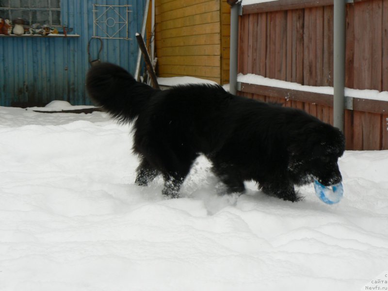 Фото: ньюфаундленд Смигар Укротительница Тигров