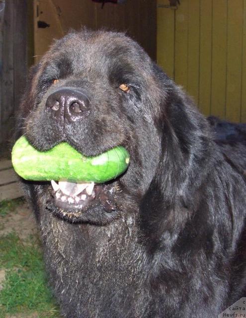 Фотография № 17157