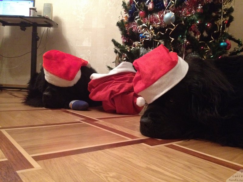 Фото: ньюфаундленд Белкондер-Клаб Кассий Дион