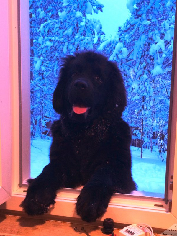 Фото: ньюфаундленд Хилда Фулфилмент оф Дреамс Блак Легенд (Hilda Fulfillment of Dreams Black Legend)