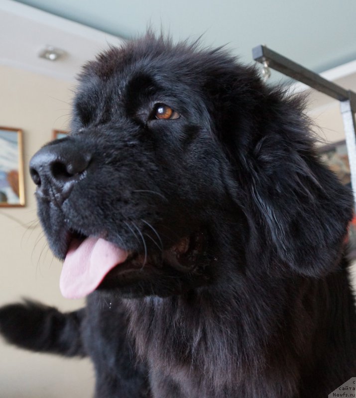 Фотография № 171585