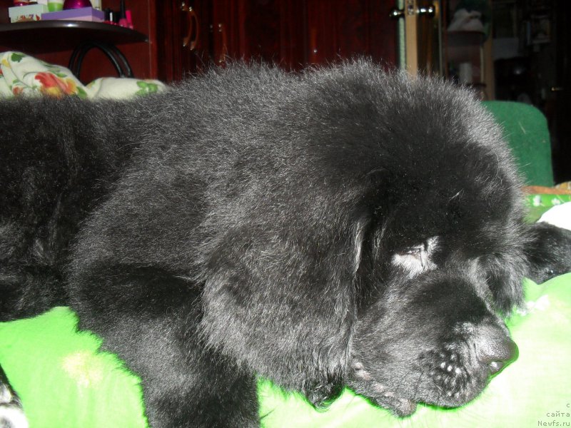 Фотография № 171592