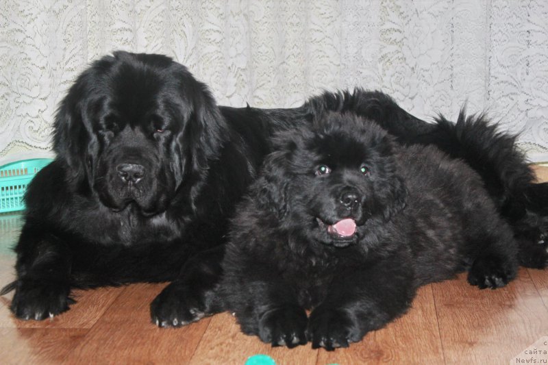 Фото: ньюфаундленд Альфа Дар Окса Августина