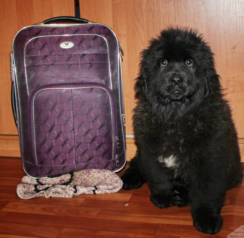 Фото: ньюфаундленд Альфа Дар Окса Августина