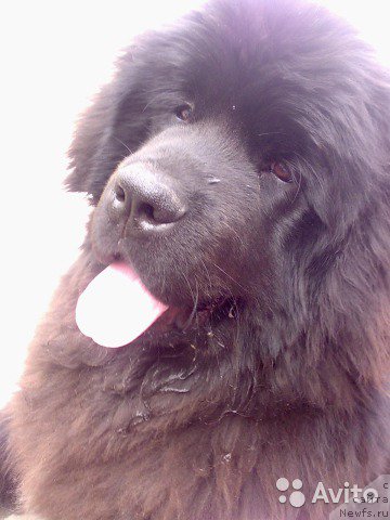 Фото: ньюфаундленд Корсар Коррадо