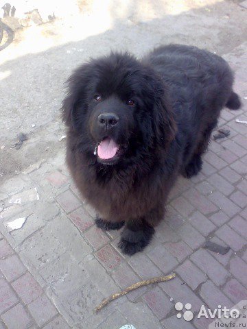 Фото: ньюфаундленд Корсар Коррадо