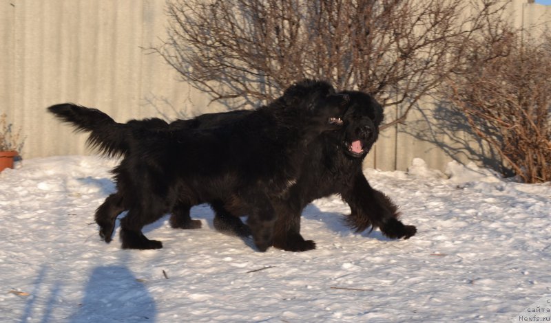 Фото: ньюфаундленд Талисман Моря Мишель, ньюфаундленд Сент Джонс Роллекс (Sent Djons Rollex)
