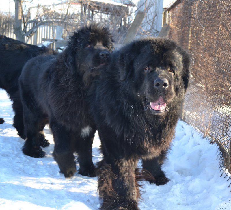 Фото: ньюфаундленд Талисман Моря Мишель, ньюфаундленд Сент Джонс Роллекс (Sent Djons Rollex)