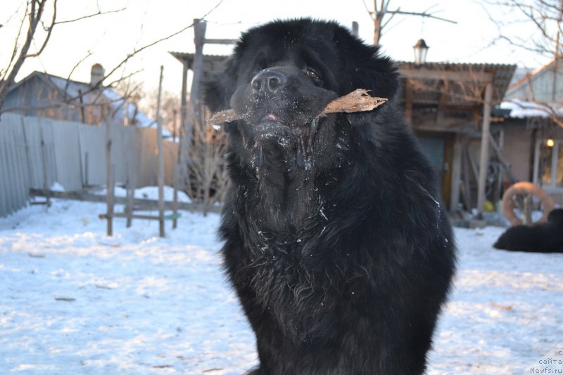 Фото: ньюфаундленд Сент Джонс Роллекс (Sent Djons Rollex)