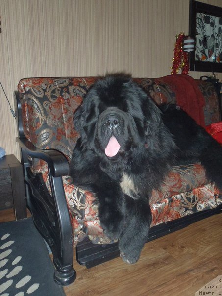 Фото: ньюфаундленд Дак Прайд Версаче (Dark Pride Versace)