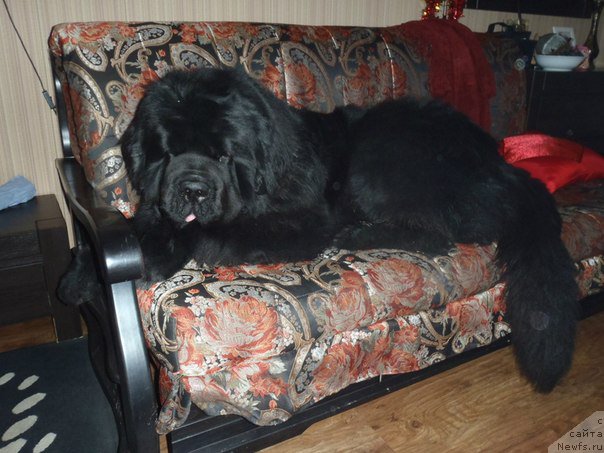 Фото: ньюфаундленд Дак Прайд Версаче (Dark Pride Versace)