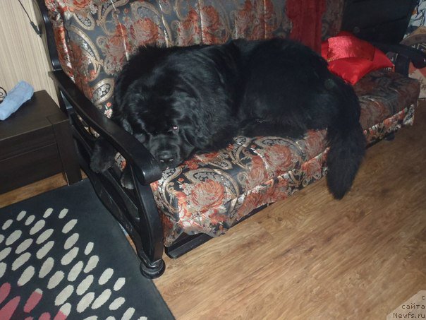 Фото: ньюфаундленд Дак Прайд Версаче (Dark Pride Versace)