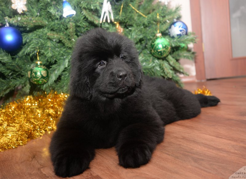 Фото: ньюфаундленд Черная Жемчужина от Сибирского Медведя, ньюфаундленд Bears Cove Lucky Break