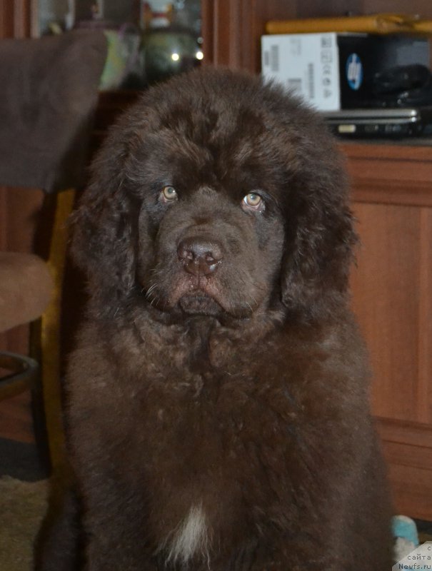 Фото: ньюфаундленд Нобл Кинг Май Лорд Симба