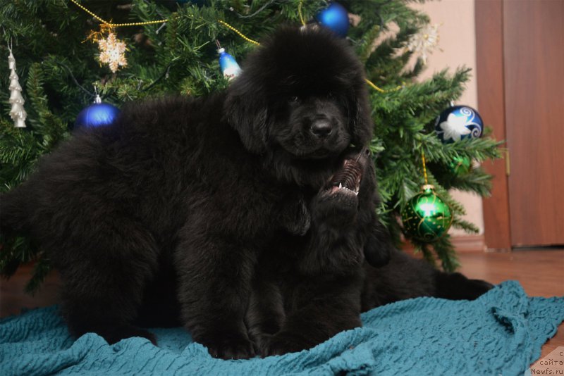 Фото: ньюфаундленд Черная Жемчужина от Сибирского Медведя, ньюфаундленд Bears Cove Lucky Break